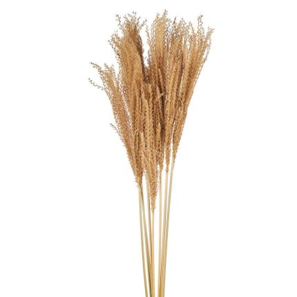 Αποξηραμένη Horsetail Whisk Grass 50εκ ΡΤ162